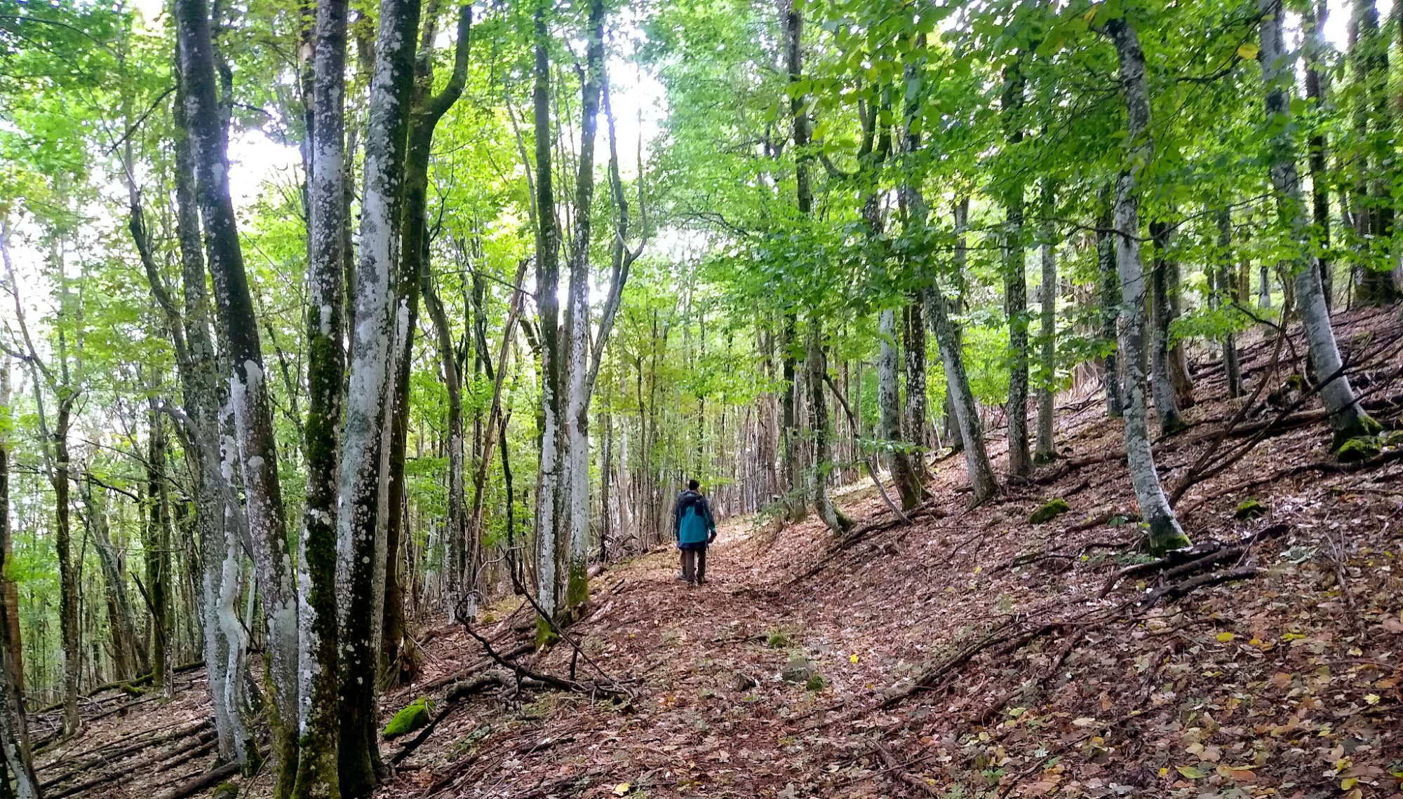 Ридът между Киреево и Раковишкия манастир.